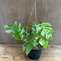 【サンプル】ヒメモンステラ　ハンギング　 Rhaphidophora tetrasperma　サトイモ科 ラフィドフォラ属 観葉植物 観葉 植物 インテリア プレゼント おしゃれ かわいい  グリーン