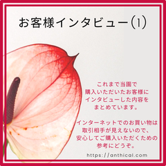 【当Shopご利用の参考用】お客様インタビュー1 アンスリウム アンスリューム アンシカル