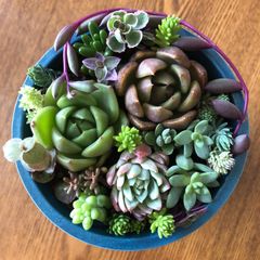 多肉植物 七福神⑤ 子株付き 抜き苗 - メルカリ