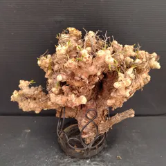 2025年最新】チレコドン 万物想の人気アイテム - メルカリ