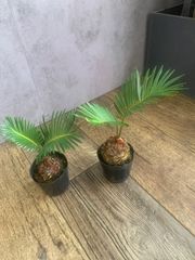 ソテツ　２号サイズ　ポットごと　植物
