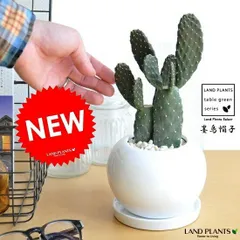 サボテン（墨烏帽子：スミエボシ） 2本立ち 白色 丸型 陶器鉢 コンパクト・柱サボテン・セレウス・サボテン・バンザイサボテン・カク