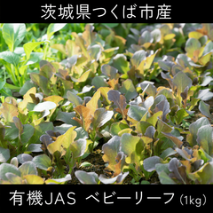 味が濃い！有機JAS認証 ベビーリーフ（1kgばら売り）