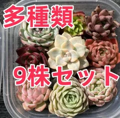 ☆まるちゃん☆多肉植物エケベリア❗訳あり苗＆在庫処分セット❗寄植えMIX ☆まるちゃん様専用☆多肉植物エケベリア❗訳あり苗＆在庫処分