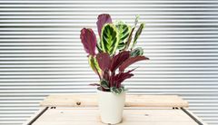 【観葉植物】カラテア　シャインスター　6号鉢
