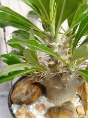 インテリアプランツ　観葉植物　パキポディウム　サンデルシー