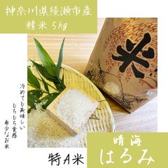 はるみ(晴海)⭐︎お米⭐︎精米5キロ⭐︎希少品種