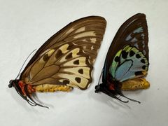 蝶の標本★マライタ島産アオメガネペアNo.5