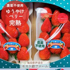 いちご 【モスト絆ファーム】 農薬不使用 ゆうやけベリー 250g×2P 福島県伊達市