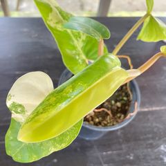 【美しい斑入り葉】　フィロデンドロン　ドメスティカム　斑入り　philodendron domesticum variegated