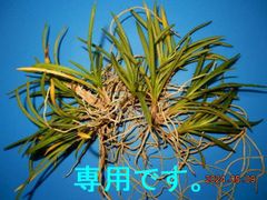 風蘭　根ほぐし株 B