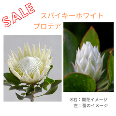 プロテア：スパイキーホワイト 現品①：花芽なし　（５号鉢） レア！希少！ 人気のオージープランツ