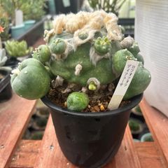 アガベ シャウィゴールドマニアナ 抜き苗にて発送 - メルカリ