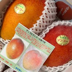 沖縄直送！完熟アップルマンゴー　訳あり 1kg（２玉〜4玉）　果物　旬のフルーツ　送料無料　クール便発送　沖縄から産地直送　まんごー　マンゴー　夏の果物　夏限定
