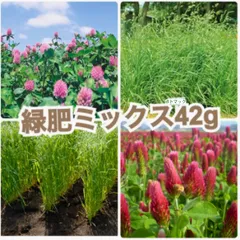 自然菜園用 緑肥ミックスの種42g 自然農 無肥料栽培 雑草抑制 景観形成 土壌改良 堆肥補給 防風 コンパニオンプランツ 雑草堆肥 マルチングのサムネイル