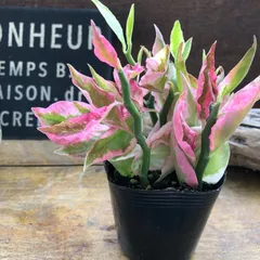 ポットごと♡赤ちゃんギンリュウ♡銀竜♡ペディランサス♡多肉植物のサムネイル