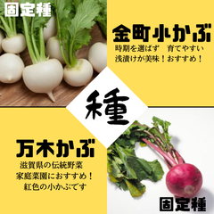 №5【野菜の種】紅白蕪セット！　万木かぶ金町小かぶ　固定種　種子セット