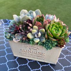 オーダー承ります 多肉植物寄せ植え そのまま飾れる