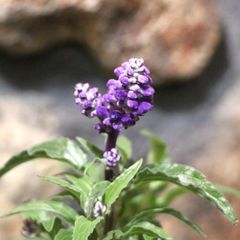ブルーサルビア ファリナセア 3号ポット苗 【3株販売】 サルビア 寄せ植え 鉢植え 花壇 お洒落 おしゃれ 可愛い かわいい 青い花 夏の花 秋の花 花 苗 初心者