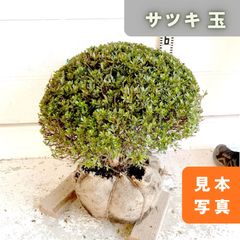 超メル市価格 まめつげ マメツゲ 庭木 シンボルツリー 植木