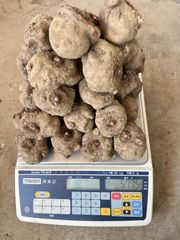 こんにゃく種芋5.5kg(あかぎ大玉）
