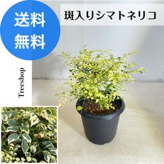 斑入りシマトネリコ 【送料無料】 高さ0.1ｍ 幅0.2ｍ 12cmプラ鉢 シンボルツリー観葉植物 常緑樹 目隠し 庭木 植木 斑入り