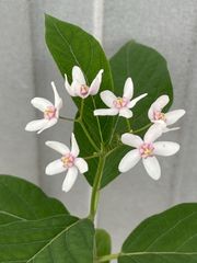 GWセール レア ホヤ Hoya aeschynanthoides サクララン - メルカリ