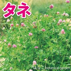 【花のタネ・種】アカクローバー　レッドクローバー　20ml　養蜂　ガーデニング　緑化　越年草　緑肥　ミツバチ　四つ葉のクローバー　景観用作物　土壌改良　グランドカバー