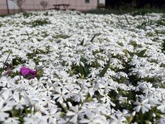 芝桜苗【ホワイト＆ピンク】ガーデニングにピッタリのお花50個セット　各25ポット　観葉植物