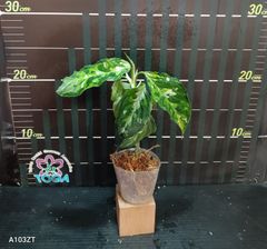 アグラオネマ 　ピクタム　トリカラー Aglaonema pictum tricolor