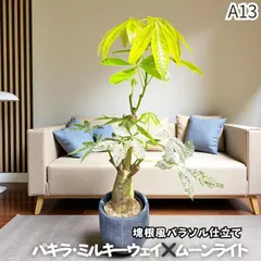 2025年最新】パキラ ムーンライトの人気アイテム - メルカリ