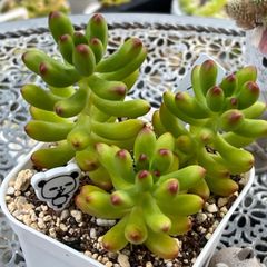 多肉植物　☘️  ルビーティント いっぱい 抜き苗