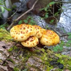 天然きのこ88　ヌメリスギタケモドキ、タマゴタケ1.3kg