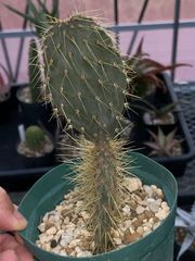 人気植物‼️ 野狐Opuntia pycnantha レア種 カット苗 大変可愛い