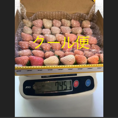 いちご白苺、ピンク苺食べ比べ    訳あり クール便