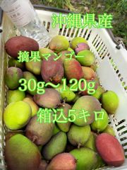 沖縄県産　摘果マンゴー 30g〜120g  箱込5キロ
