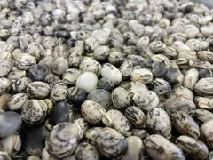 自然栽培　ムクナ豆　八升豆　100ｇ