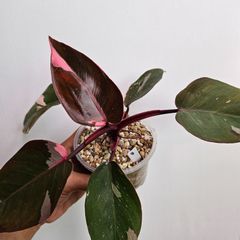 ⑧〔フィロデンドロン ピンクプリンセス マープル〕Philodendron Pink Princess Marble観葉植物 斑入り ポット発送