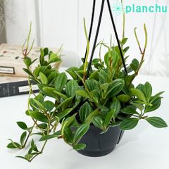 PLANCHU 観葉植物 ペペロミア フェアリー 5号吊り鉢 Peperomia ‘Fairy’