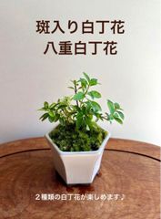 【限定】斑入り白丁花と八重白丁花のミニ盆栽　瀬戸焼の鉢　白マット