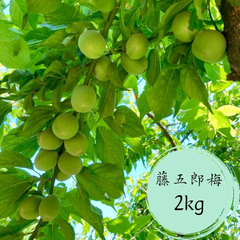 自然栽培　希少　藤五郎梅　青梅　2kg