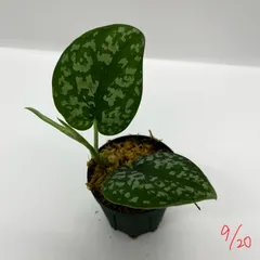 訳あり特価！　Scindapsus Yupa ② 2025年最新】Scindapsusの人気アイテム - メルカリ