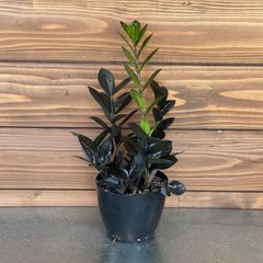 美品③ザミオクルカス◎レイヴン◎観葉植物◎インテリア