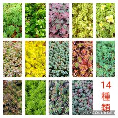 多肉植物セダム　14種類　各5カットずつ【育成説明書付】