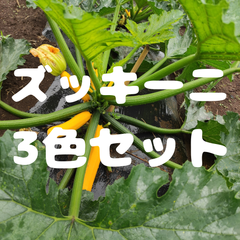 ズッキーニ3色彩りセット（緑、黄、ライム）農家直送、化学肥料不使用栽培