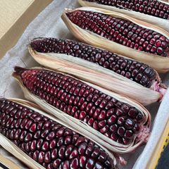 沖縄県産 紫もちとうもろこし