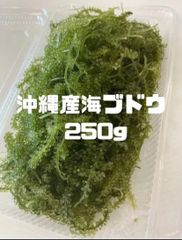 ミネラル豊富、低カロリー　沖縄産　海ぶどう　250g
