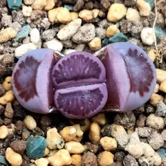 2024年最新】リトープス 紫の人気アイテム - メルカリ