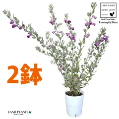 2025年最新】レウコフィルムの人気アイテム - メルカリ