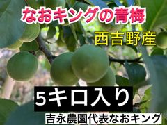 青梅 5キロ 西吉野産 6月上旬発送 梅